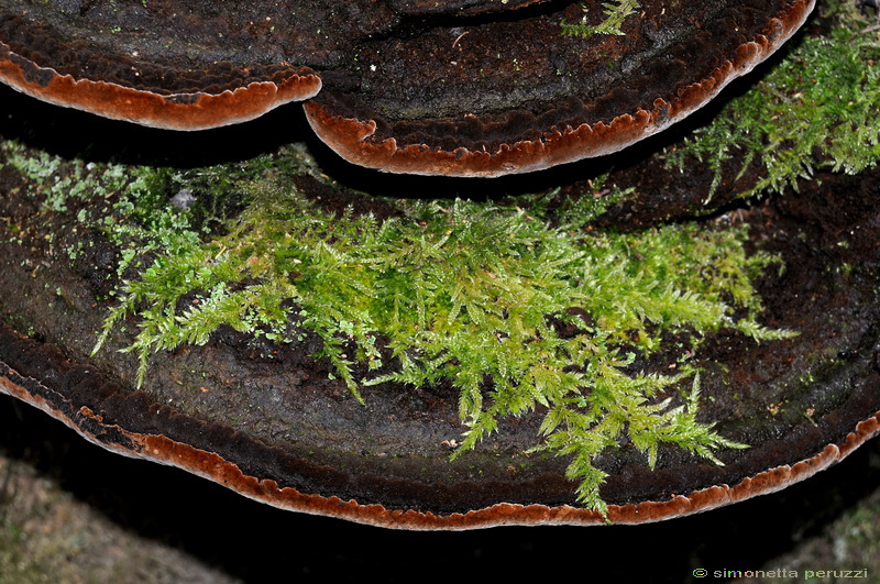 Aphyllophorales nella Tenuta di San Rossore